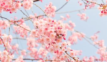 日本文艺电影剧照，女主角站在樱花树下凝视远方，画面柔和、情绪细腻、带淡粉色调
